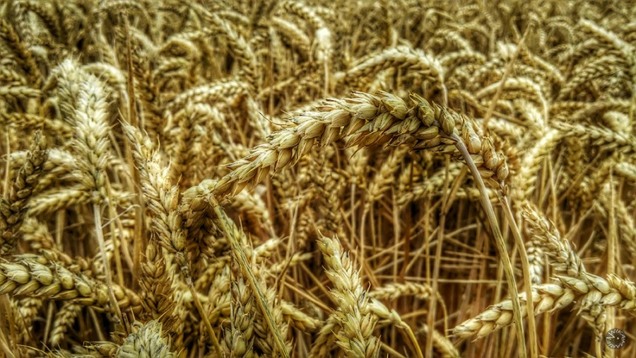 wheat     